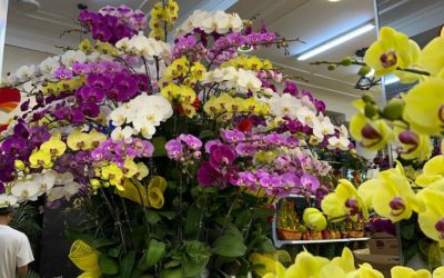 Царственные цветы Фэн-Шуй и их символическое значение